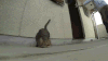 猫咪  打滚  可爱  搞笑