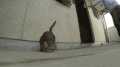 猫咪  打滚  可爱  搞笑