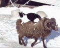 山羊 雪地 猫咪 悠闲
