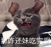 萌宠 猫星人 今天也是棒棒的小猫咪 自信 呆萌 可爱