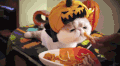 猫咪 南瓜 可爱 吃货