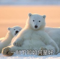 萌宠 狗熊 一时不知如何是好 无奈 呆萌 可爱
