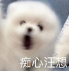 萌宠 汪星人 痴心妄想 生气 呆萌 可爱