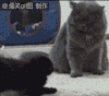 猫咪  得瑟    搞笑  可笑