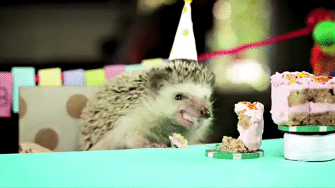 生日 刺猬 动物 吃 蛋糕