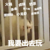 萌宠 猫星人 我要出去玩 我要吃好吃的 呆萌 可爱