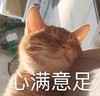 萌宠 喵星人 心满意足 开心 呆萌 搞怪