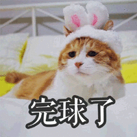 猫 完球了 可爱 呆萌