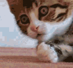 猫咪 捂嘴 眼神 可爱