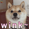 萌宠 狗狗 撩 wink soogif soogif出品