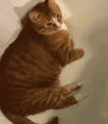 猫咪 喵星人 搞笑 可爱 淘气