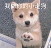 萌宠 汪星人 我做你的小走狗 开心 搞怪 逗