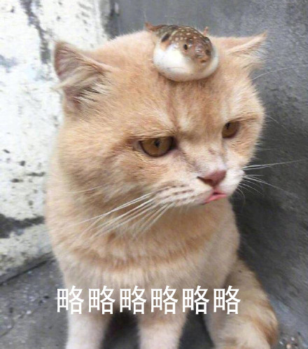 猫咪可爱呆萌斗图略略略略略略gif动图_动态图_表情包