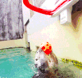 水獭 投篮 敏捷 otter