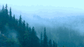 雾气 森林 树木 露珠