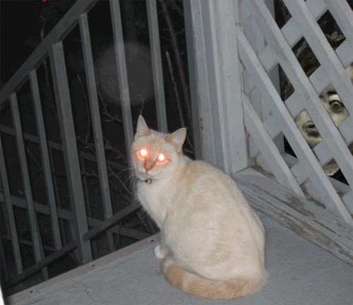 小猫 闪光 可怕