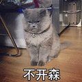 猫 不开森