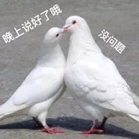 萌宠 鸽子 晚上说好了 没问题 呆萌 逗