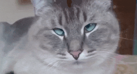 猫咪 蓝眼睛 灰毛 可爱