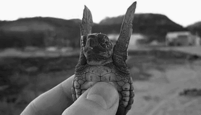 招手 有趣 海龟 乌龟