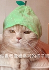 萌宠 猫星人 你看我像高兴的样子吗 无语 呆萌 可爱
