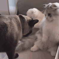 萌宠 猫星人 打架 呆萌 搞怪 逗