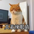 猫咪 可爱 毛茸茸 真素辣眼睛