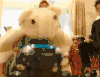 金俊秀 金在中 玩耍 兔杰 车