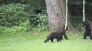 大黑熊 草地 玩耍 可爱