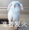 萌宠 小兔子 准备发火 生气 呆萌 搞怪