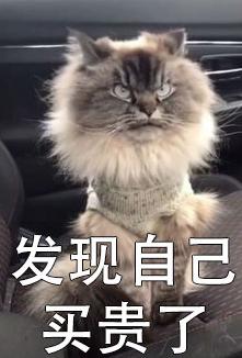 萌宠 可爱 喵星人 买买买 双11