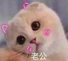 萌宠 猫咪 猫 撒娇 撒娇猫咪 撩 老公