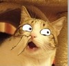 瓜皮 猫 抠鼻 恶搞 白眼