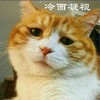 萌宠 喵星人 冷面凝视 你再说一遍 憨憨 高冷