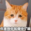 萌宠 喵星人 你伤害我你就痛快了吗 你的良心不会痛吗 憨憨 委屈