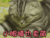 猫咪 小眼睛也卖萌