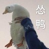萌宠 鸭子 怂鸭 无奈 呆萌 可爱