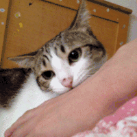 猫咪 舔脚 可爱 萌