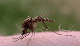 蚊子 吸血 传染 艾滋病