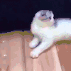 萌宠 猫 造型 喵喵