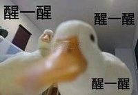 萌宠 鸭子 醒一醒 起床了 呆萌 可爱