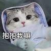 萌宠 猫星人 抱抱我嘛 撒娇 搞怪 逗 呆萌