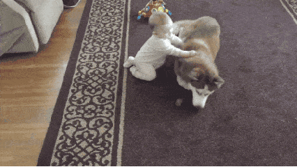 狗狗 婴儿 玩耍 温馨