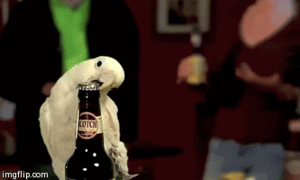 啤酒 鹦鹉 喝酒 开瓶