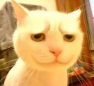 猫咪 皱眉 可爱