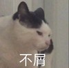 萌宠 猫星人 不屑 嫌弃 呆萌 可爱