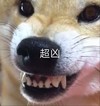 萌宠 汪星人 超凶 生气 呆萌 可爱