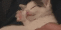动物 萌 可爱 萌宠 猫 喵星人