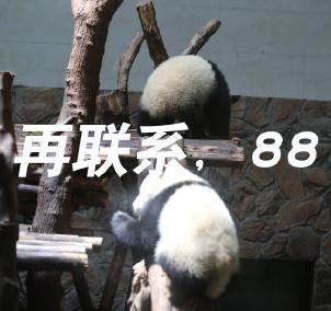 大熊猫 国宝 可爱 文字表情包 蠢萌