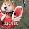 王的蔑视 汪星人 舒服 自在